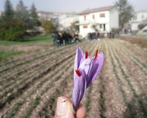 Zaff-tour in Abruzzo: Viaggio alla scoperta dello Zafferano di Navelli