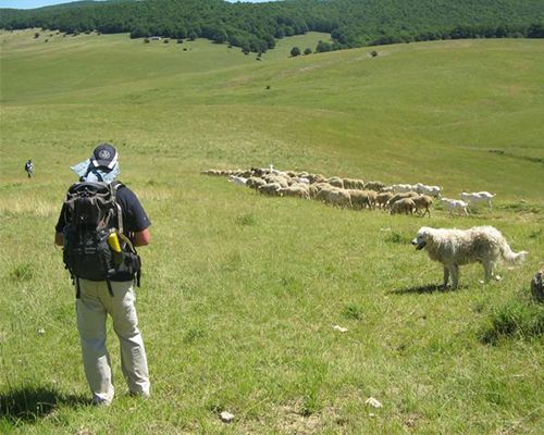 Storie di Lupi e Pastori nel Parco Nazionale d’Abruzzo