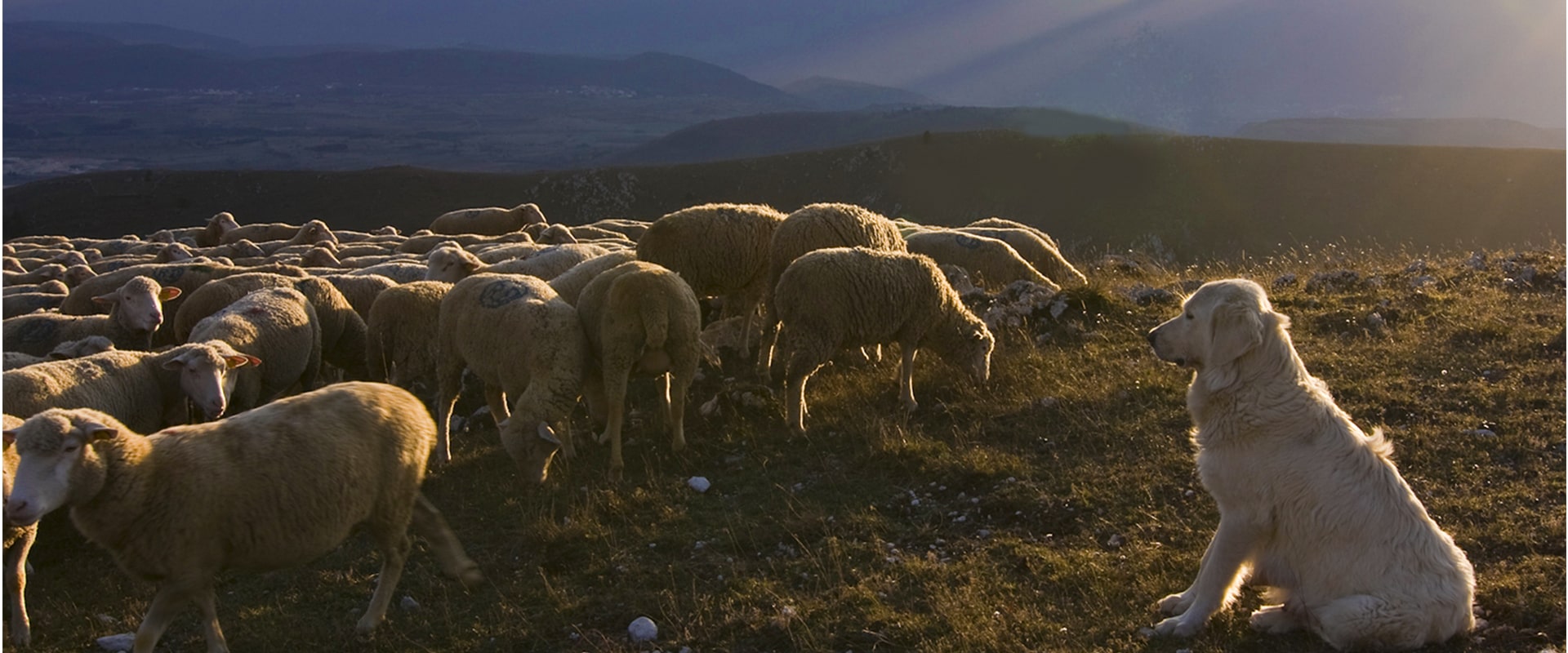 Storie di Lupi e Pastori nel Parco Nazionale d’Abruzzo